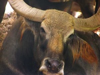 image of water_buffalo
