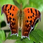 image of animal
