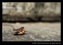 image of cockroach