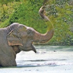 image of animal