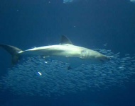 image of great_white_shark #27