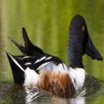 image of northern_shoveler #4