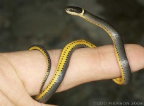 image of ringneck_snake #22