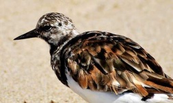 image of ruddy_turnstone