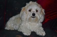 image of animal