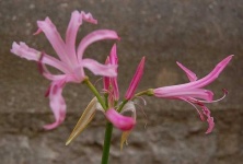 image of flower