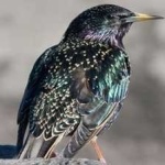 image of bird