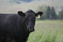 image of animal