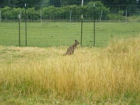 image of wallaby