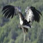 image of bird
