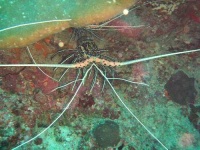 image of spiny_lobster
