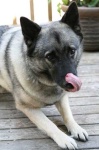 image of norwegian_elkhound #11