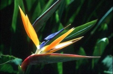image of bird_of_paradise_flower #3