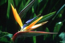 image of flower