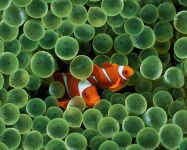 image of anemone_fish