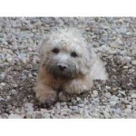 image of dandie_dinmont