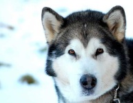 image of malamute