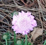 image of flower
