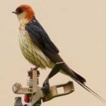 image of bird