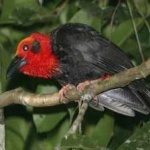 image of bird