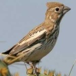 image of bird