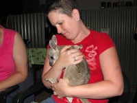 image of wallaby