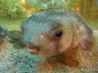 image of puffer