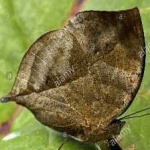 image of animal