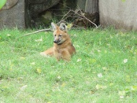 image of red_wolf