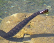image of water_snake