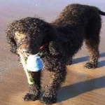 image of irish_spaniel #29