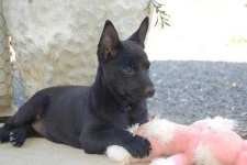 image of kelpie