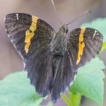 image of banded_butterfly #5