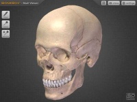 image of skull