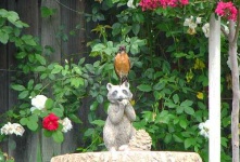image of robin