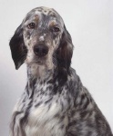 image of english_setter