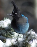 image of jay