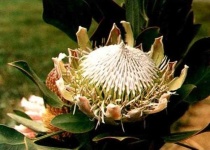 image of flower