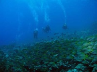image of scuba_diver
