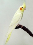 image of cockatiel