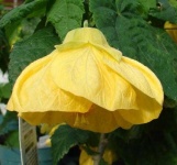 image of flower