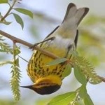 image of bird