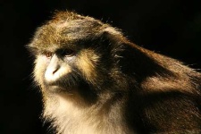 image of guenon