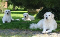 image of kuvasz