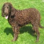 image of animal