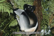 image of indri