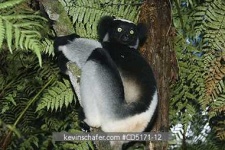 image of indri #10