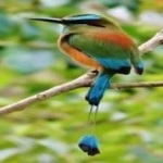 image of bird