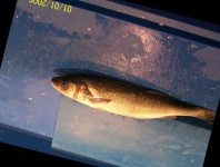image of fish
