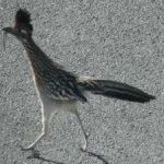 image of bird